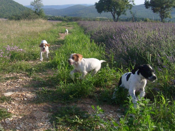 du moulin du tia - Lavandes et Pointers