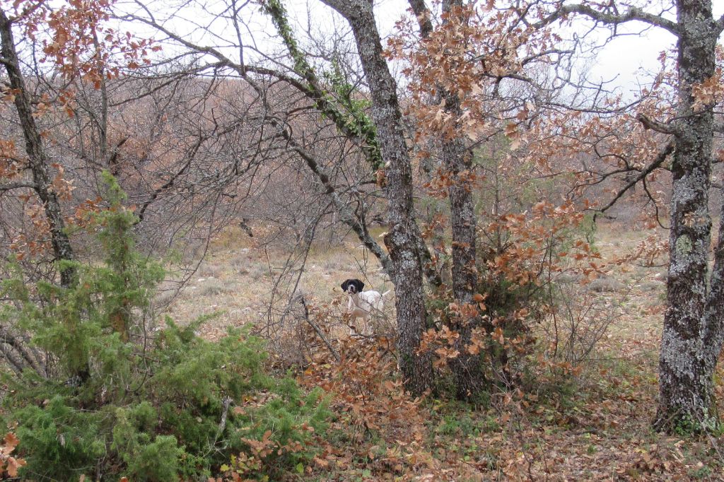 du moulin du tia - PLUME du Ruisseau de Démoires