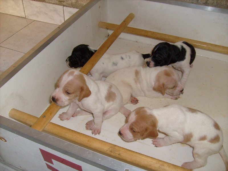 Portée Chipie